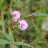 Mimosa pudica L.